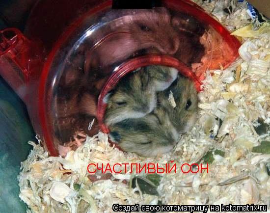 СЧАСТЛИВЫЙ СОН... Котоматрица: СЧАСТЛИВЫЙ СОН