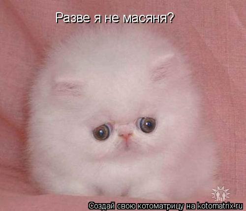 Разве я не масяня?... Котоматрица: Разве я не масяня?