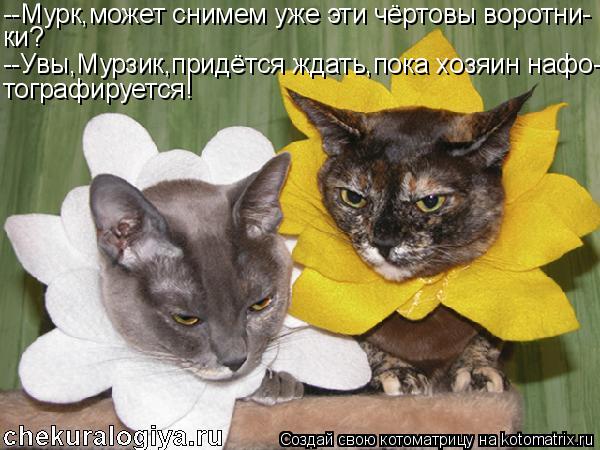 --Мурк,может снимем уже эти чёртовы воротни- ки? --Увы,Мурзик,придётся ждать,пока хозяин нафо- тограф... Котоматрица: --Мурк,может снимем уже эти чёртовы воротни- ки? --Увы,Мурзик,придётся ждать,пока хозяин нафо- тографируется!