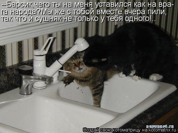 --Барсик,чего ты на меня уставился как на вра- га народа?Мы же с тобой вместе вчера пили, так что и с... Котоматрица: --Барсик,чего ты на меня уставился как на вра- га народа?Мы же с тобой вместе вчера пили, так что и сушняк не только у тебя одного!..