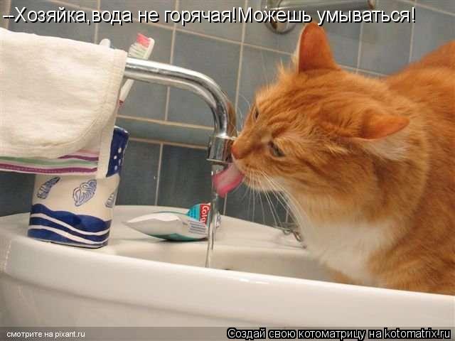 --Хозяйка,вода не горячая!Можешь умываться!... Котоматрица: --Хозяйка,вода не горячая!Можешь умываться!