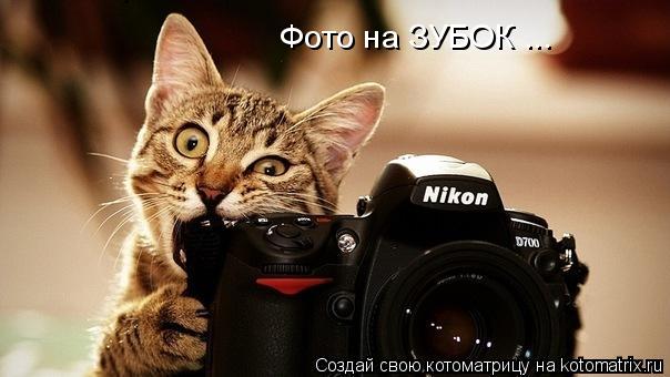 Фото на ЗУБОК ...... Котоматрица: Фото на ЗУБОК ...