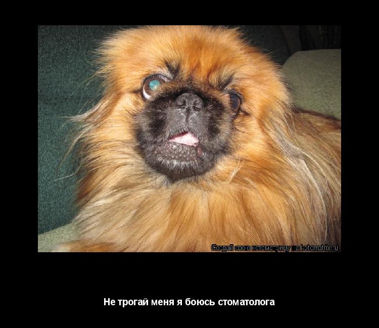 я боюсь стоматолога Не трогай меня я боюсь стоматолога... Котоматрица: я боюсь стоматолога Не трогай меня я боюсь стоматолога