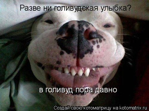 Разве ни голивудская улыбка? в голивуд пора давно... Котоматрица: Разве ни голивудская улыбка? в голивуд пора давно