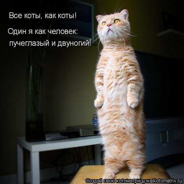 !... Котоматрица: !