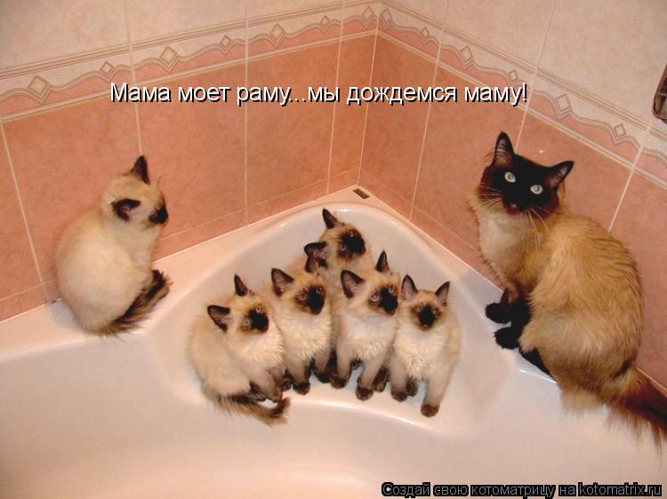 Мама моет раму...мы дождемся маму!... Котоматрица: Мама моет раму...мы дождемся маму!