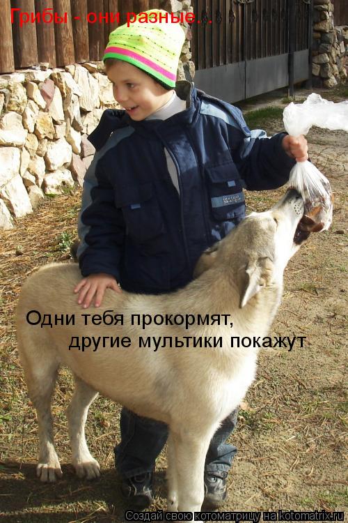 Грибы - они разные. . Одни тебя прокормят, другие мультики покажут... Котоматрица: Грибы - они разные. . Одни тебя прокормят, другие мультики покажут