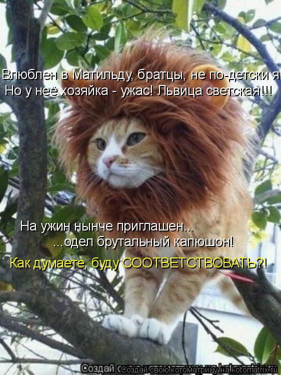 Влюблен в Матильду, братцы, не по-детски я! Но у неё хозяйка - ужас! Львица светская!!! На ужин нынче... Котоматрица: Влюблен в Матильду, братцы, не по-детски я! Но у неё хозяйка - ужас! Львица светская!!! На ужин нынче приглашен... ...одел брутальный капюшон! Как