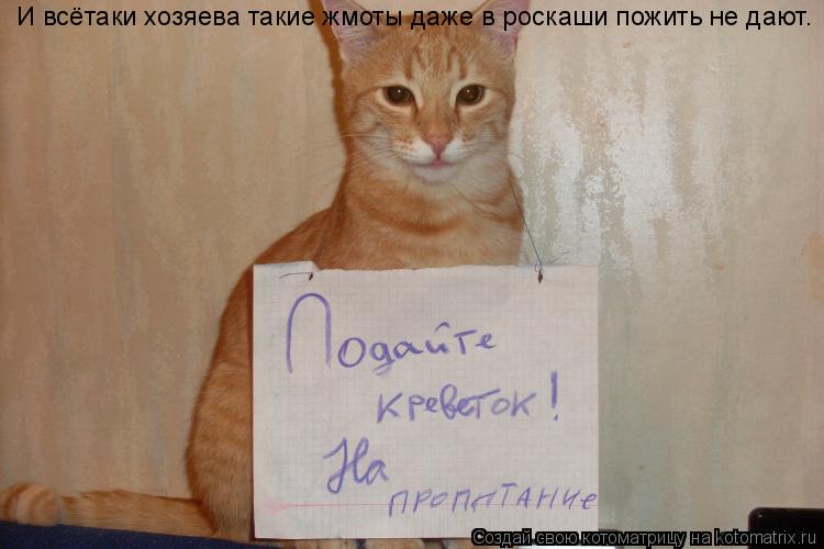 И всётаки хозяева такие жмоты даже в роскаши пожить не дают.... Котоматрица: И всётаки хозяева такие жмоты даже в роскаши пожить не дают.