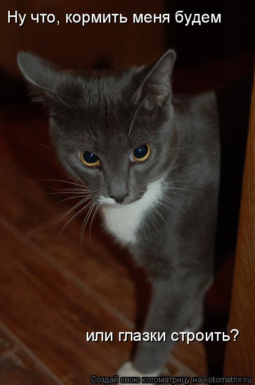Котоматрица: Ну что, кормить меня будем или глазки строить?