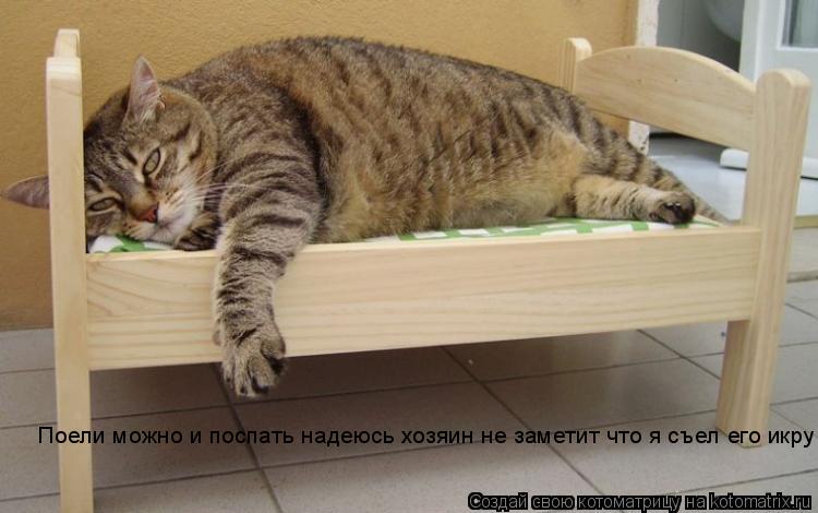 Котоматрица: Поели можно и поспать надеюсь хозяин не заметит что я съел его икру