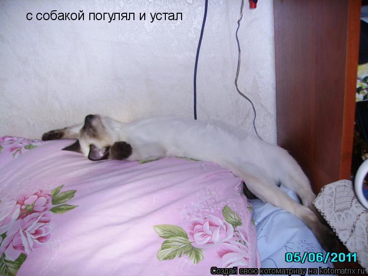 Котоматрица: с собакой погулял и устал