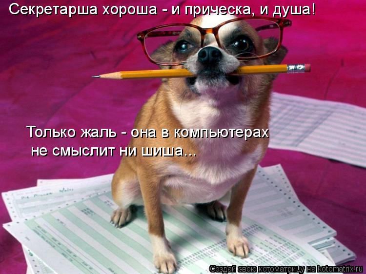 Котоматрица: Секретарша хороша - и прическа, и душа! Только жаль - она в компьютерах  не смыслит ни шиша...