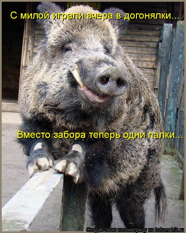 Котоматрица: С милой играли вчера в догонялки... Вместо забора теперь одни палки...