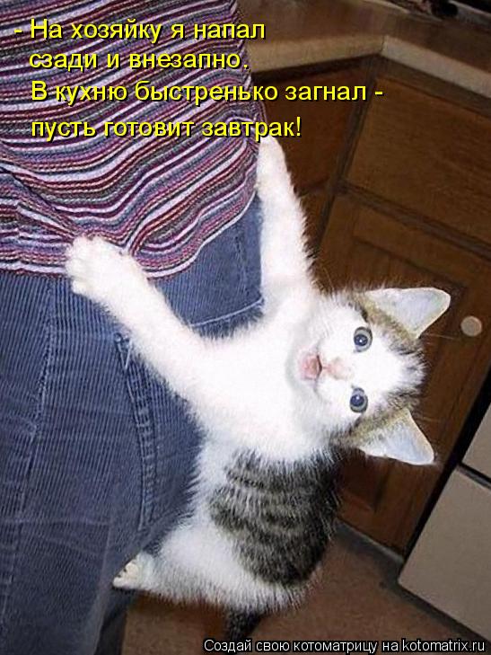 - На хозяйку я напал сзади и внезапно. В кухню быстренько загнал - пусть готовит завтрак!... Котоматрица: - На хозяйку я напал сзади и внезапно. В кухню быстренько загнал - пусть готовит завтрак!