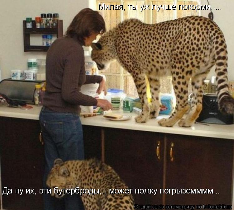 Котоматрица: Милая, ты уж лучше покорми..... Да ну их, эти бутерброды,.. может ножку погрыземммм...