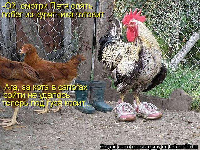 Котоматрица: -Ой, смотри Петя опять  побег из курятника готовит... -Ага, за кота в сапогах  сойти не удалось теперь под гуся косит...