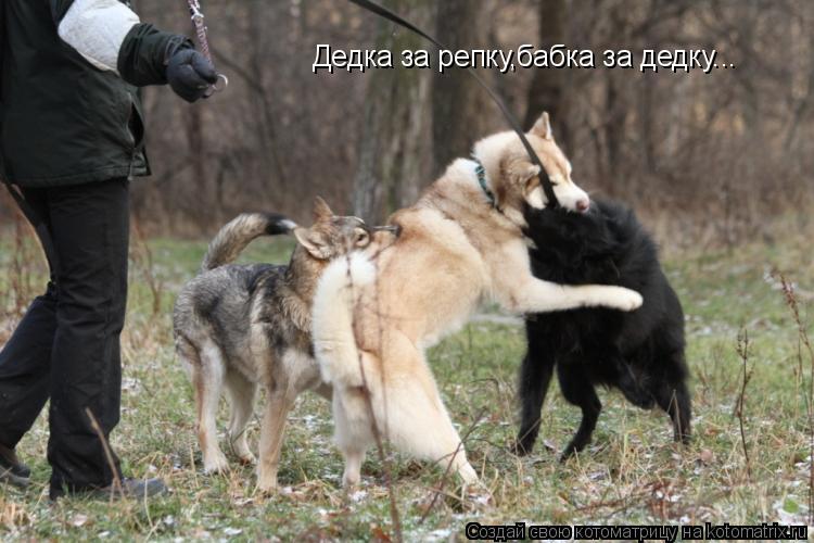 Котоматрица: Дедка за репку,бабка за дедку...