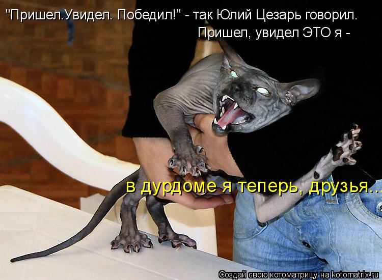 Котоматрица: "Пришел.Увидел. Победил!" - так Юлий Цезарь говорил. Пришел, увидел ЭТО я -  в дурдоме я теперь, друзья...
