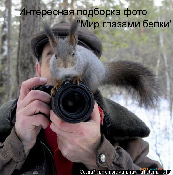 Интересная подборка фото "Мир глазами белки"... Котоматрица: Интересная подборка фото "Мир глазами белки"