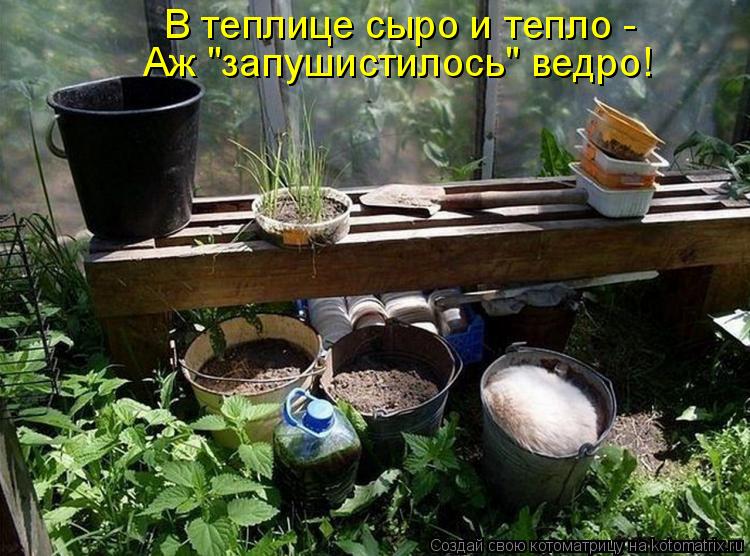 Котоматрица: В теплице сыро и тепло -  Аж "запушистилось" ведро!