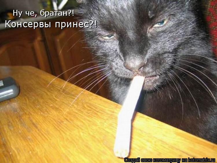 Котоматрица: Ну че, братан?! Консервы принес?!
