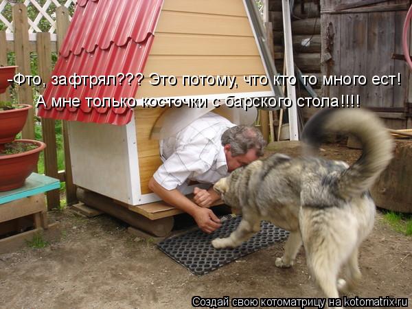 Котоматрица: -Фто, зафтрял??? Это потому, что кто то много ест!  А мне только косточки с барского стола!!!!
