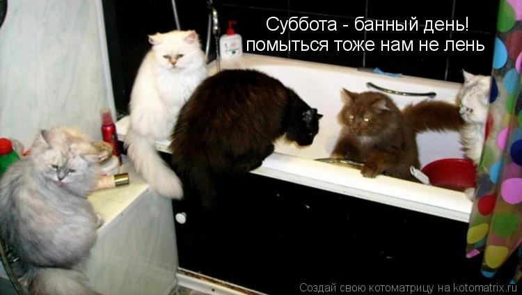 Котоматрица: Суббота - банный день! помыться тоже нам не лень