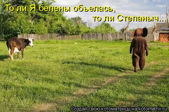 То ли Я белены объелась, то ли Степаныч...... Котоматрица: То ли Я белены объелась, то ли Степаныч...