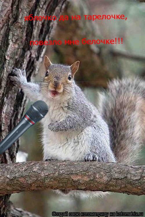 яблочко да на тарелочке, повезло мне белочке!!!... Котоматрица: яблочко да на тарелочке, повезло мне белочке!!!