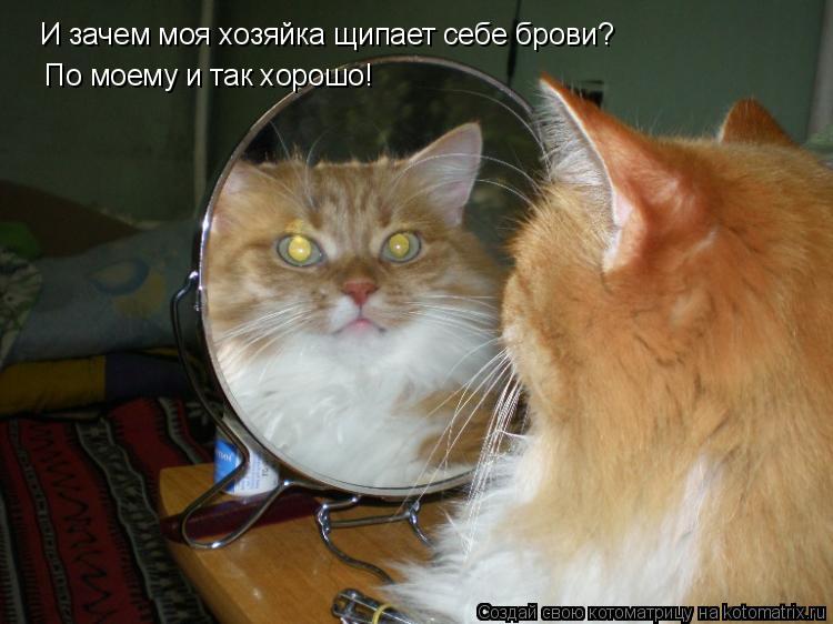И зачем моя хозяйка щипает себе брови? По моему и так хорошо!... Котоматрица: И зачем моя хозяйка щипает себе брови? По моему и так хорошо!