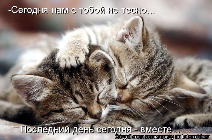 Котоматрица: -Сегодня нам с тобой не тесно... Последний день сегодня - вместе...