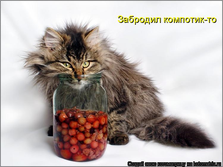 Котоматрица: Забродил компотик-то