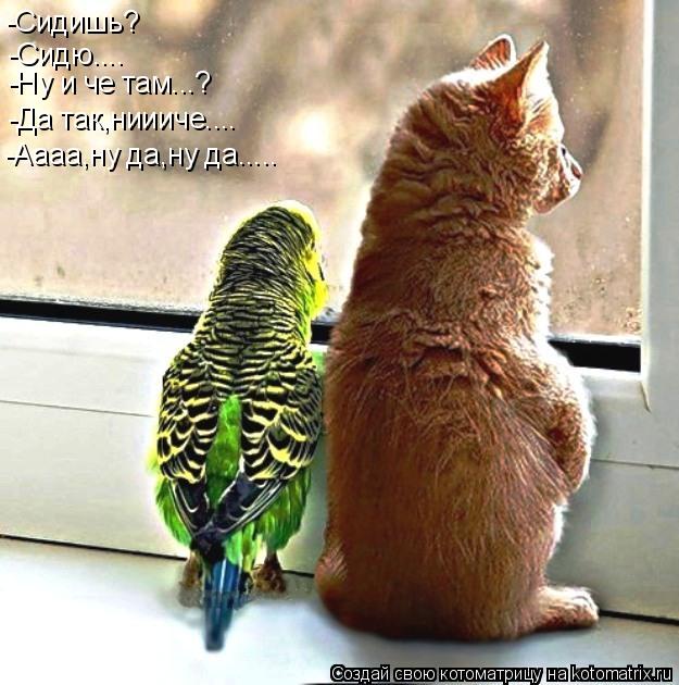 -Сидишь? -Сидю.... -Ну и че там...? -Аааа,ну да,ну да..... -Да так,ниииче....... Котоматрица: -Сидишь? -Сидю.... -Ну и че там...? -Аааа,ну да,ну да..... -Да так,ниииче....