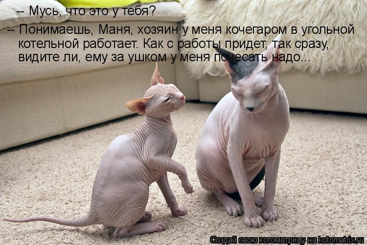 Котоматрица: -- Мусь, что это у тебя? -- Понимаешь, Маня, хозяин у меня кочегаром в угольной  котельной работает. Как с работы придет, так сразу,  видите ли, ем