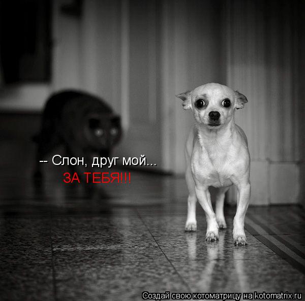 -- Слон, друг мой... ЗА ТЕБЯ!!!... Котоматрица: -- Слон, друг мой... ЗА ТЕБЯ!!!
