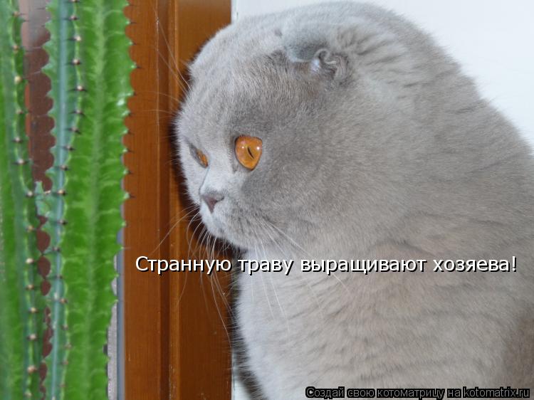 Странную траву выращивают хозяева!... Котоматрица: Странную траву выращивают хозяева!