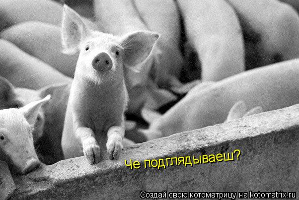 Че подглядываеш?... Котоматрица: Че подглядываеш?