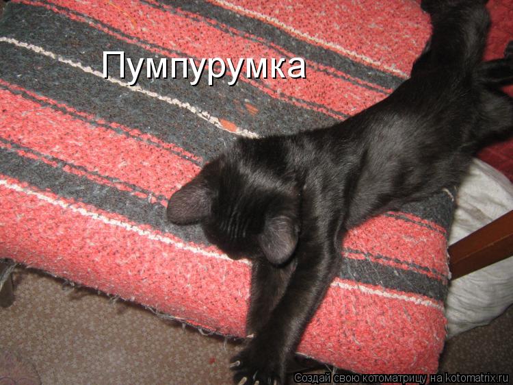 Пумпурумка... Котоматрица: Пумпурумка