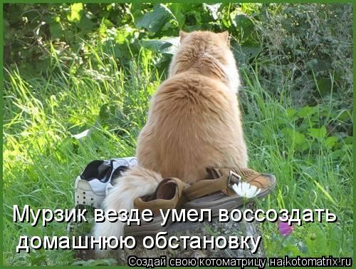 Котоматрица: Мурзик везде умел воссоздать  домашнюю обстановку  домашнюю обстановку