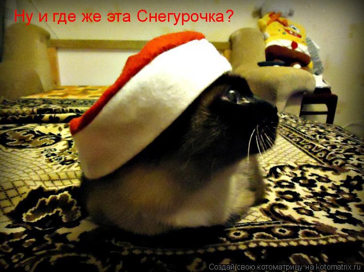 Ну и где же эта Снегурочка?... Котоматрица: Ну и где же эта Снегурочка?