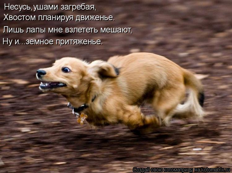 Несусь,ушами загребая, Хвостом планируя движенье. Лишь лапы мне взлететь мешают, Ну и...земное притяж... Котоматрица: Несусь,ушами загребая, Хвостом планируя движенье. Лишь лапы мне взлететь мешают, Ну и...земное притяженье.