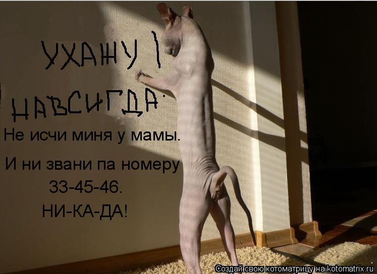 Не исчи миня у мамы. И ни звани па номеру 33-45-46. НИ-КА-ДА!... Котоматрица: Не исчи миня у мамы. И ни звани па номеру 33-45-46. НИ-КА-ДА!