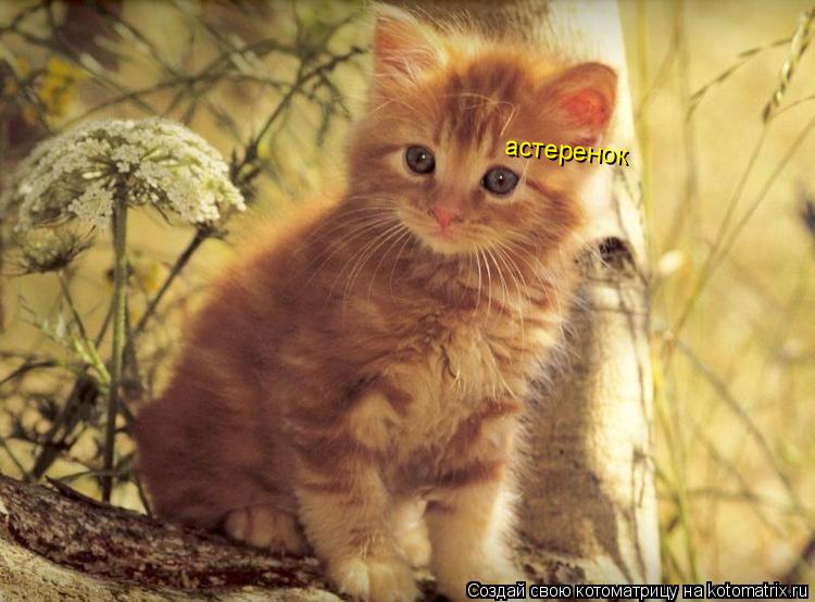 астеренок... Котоматрица: астеренок
