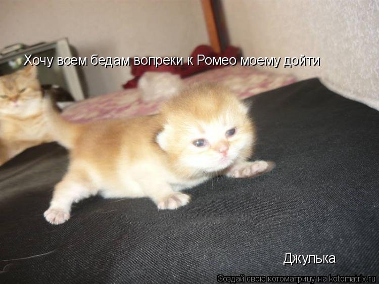 Хочу всем бедам вопреки к Ромео моему дойти Джулька... Котоматрица: Хочу всем бедам вопреки к Ромео моему дойти Джулька
