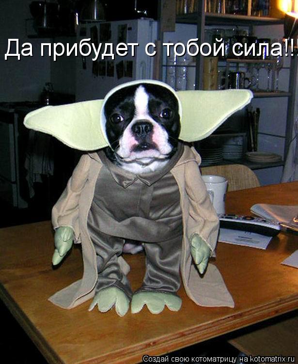 Да прибудет с тобой сила!!!... Котоматрица: Да прибудет с тобой сила!!!
