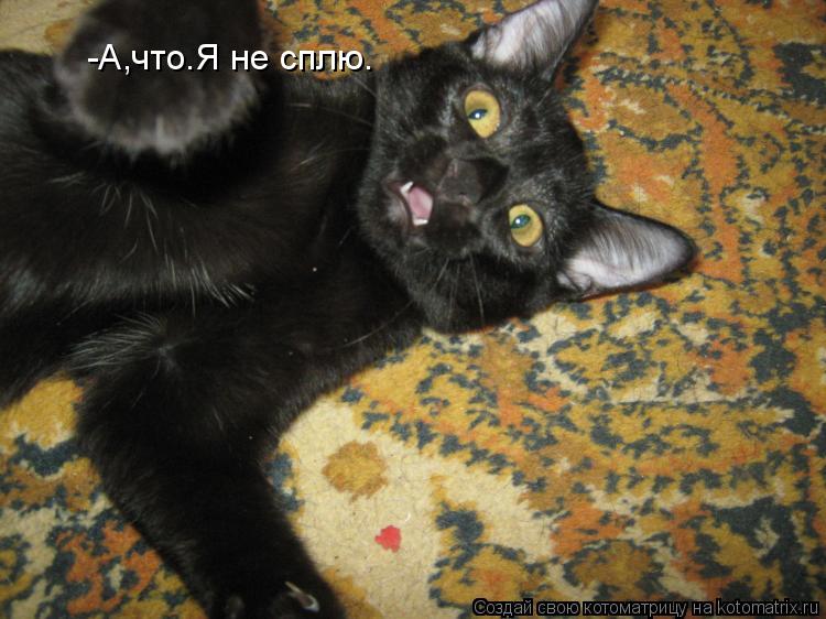 -А,что.Я не сплю.... Котоматрица: -А,что.Я не сплю.