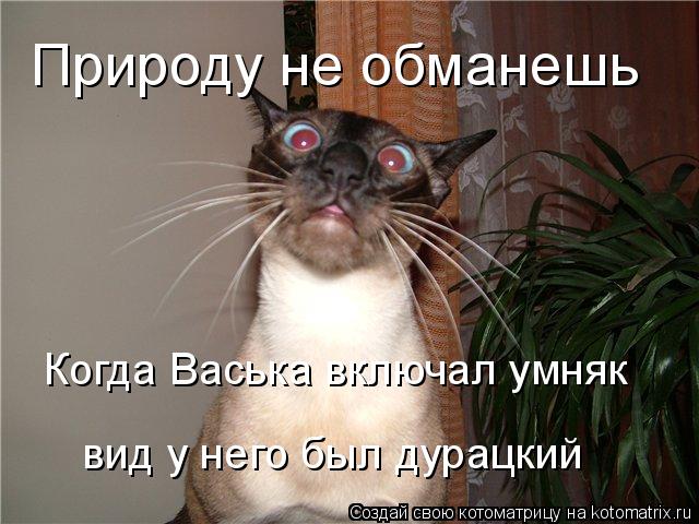 Природу не обманешь Когда Васька включал умняк вид у него был дурацкий... Котоматрица: Природу не обманешь Когда Васька включал умняк вид у него был дурацкий