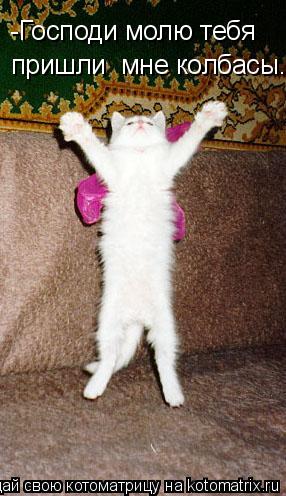 -Господи молю тебя пришли мне колбасы.... Котоматрица: -Господи молю тебя пришли мне колбасы.