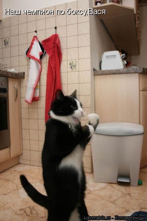 Наш чемпион по боксу,Вася... Котоматрица: Наш чемпион по боксу,Вася